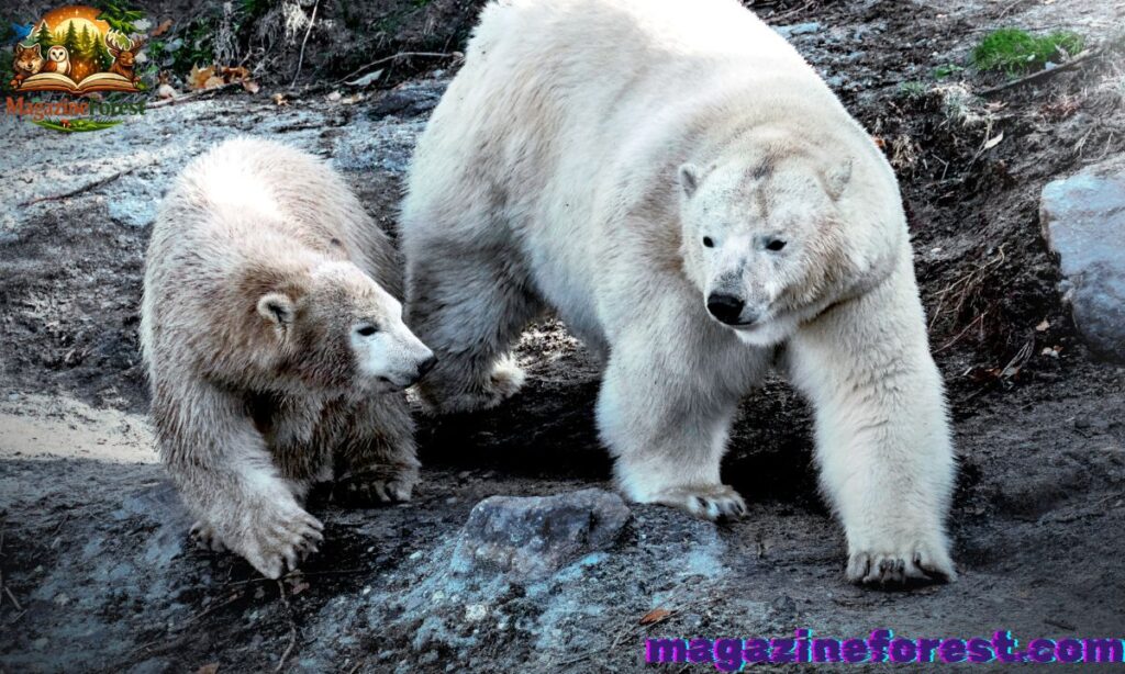 🐻‍❄️💕 Cute Polar Bear Names