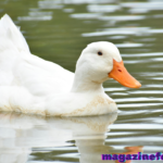 🦆 650+ Funny Duck Names (2025) That Will Quack You Up 😂 | Ultimate List