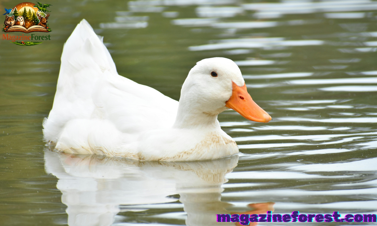 🦆 650+ Funny Duck Names (2025) That Will Quack You Up 😂 | Ultimate List