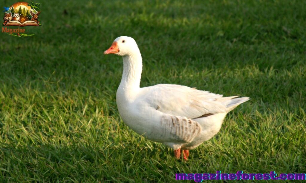 🦆 Funny Duck Names 